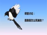 冀人版科學(xué)三下第3單元第11課-喜鵲筑巢 教學(xué)課件PPT+視頻