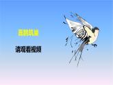 冀人版科學(xué)三下第3單元第11課-喜鵲筑巢 教學(xué)課件PPT+視頻