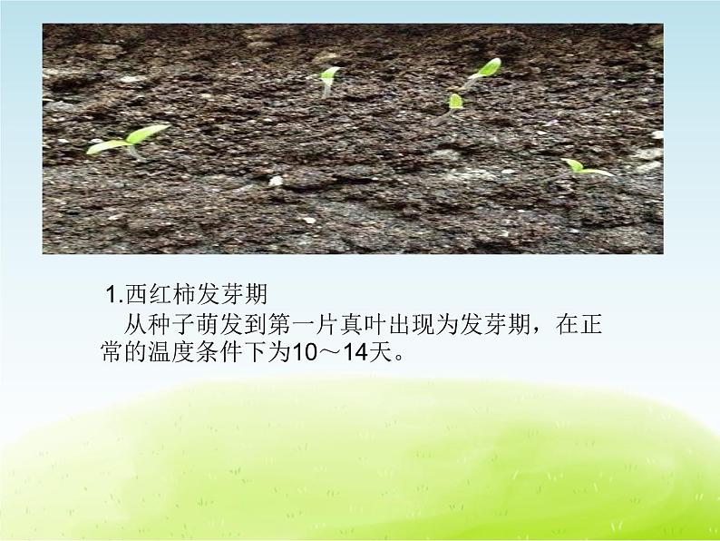 《植物的生长（第一课时）》公开课教学PPT课件 冀人版小学科学四下03