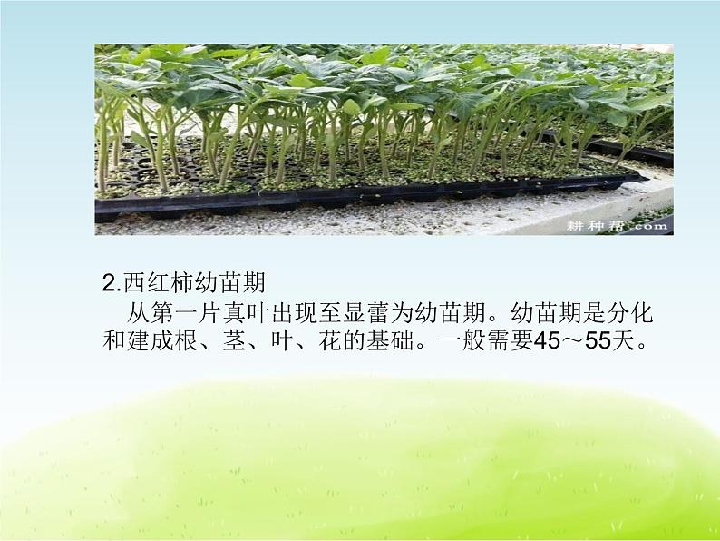 《植物的生长（第一课时）》公开课教学PPT课件 冀人版小学科学四下04