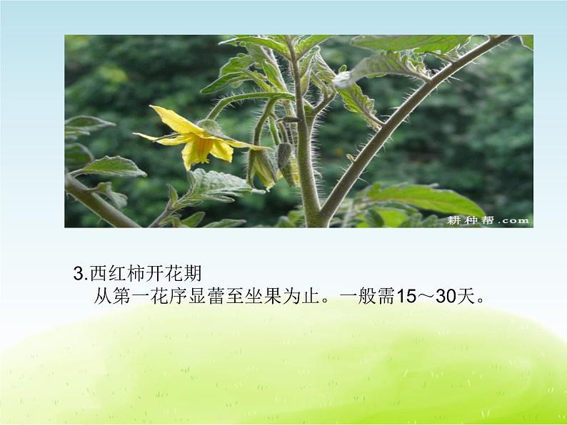 《植物的生长（第一课时）》公开课教学PPT课件 冀人版小学科学四下05