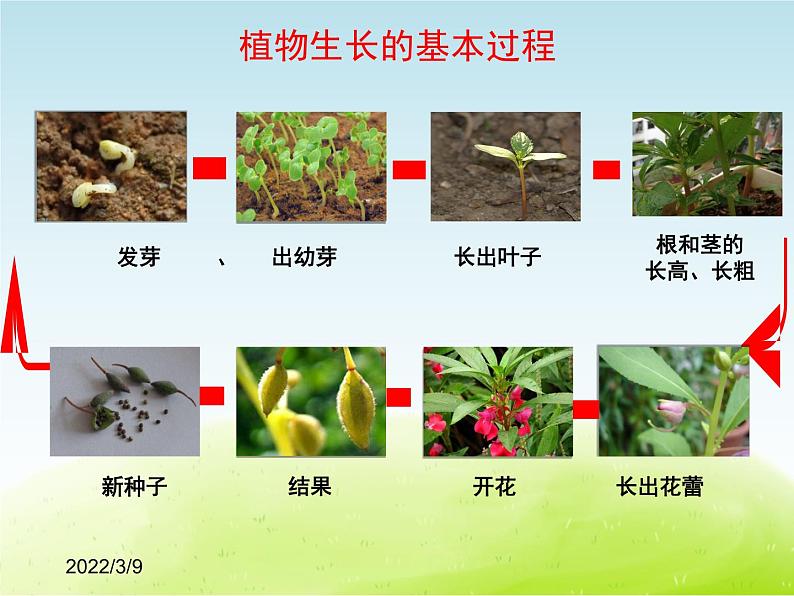 《植物的生长——怎样使植物生长的更好》公开课教学PPT课件 冀人版小学科学四下02