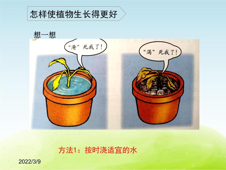 《植物的生长——怎样使植物生长的更好》公开课教学PPT课件 冀人版小学科学四下03