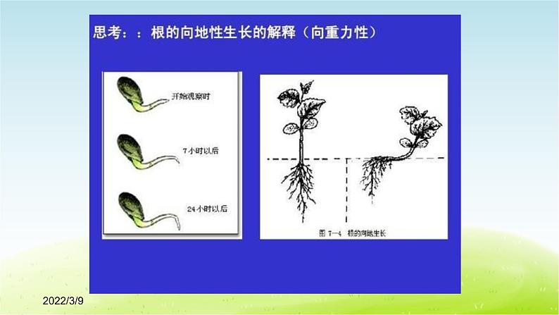 《周围的生物》公开课教学PPT课件 冀人版小学科学四下07