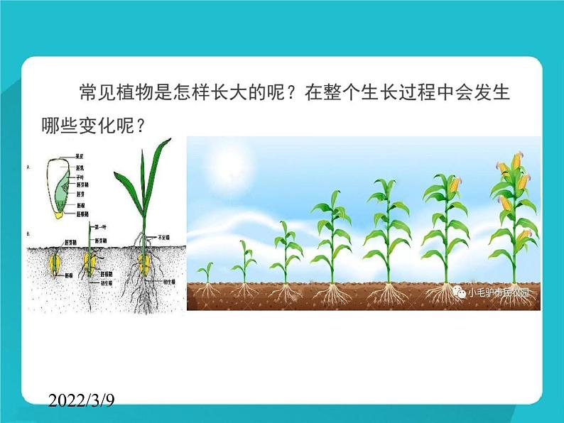 《种茄子》公开课教学PPT课件 冀人版小学科学四下03