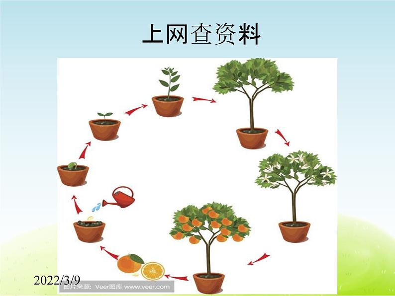 《种茄子》公开课教学PPT课件 冀人版小学科学四下04