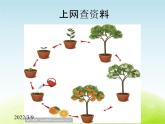 《种茄子》公开课教学PPT课件 冀人版小学科学四下