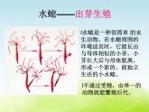 《小鸟和小猫》公开课教学PPT课件 冀人版科学五下