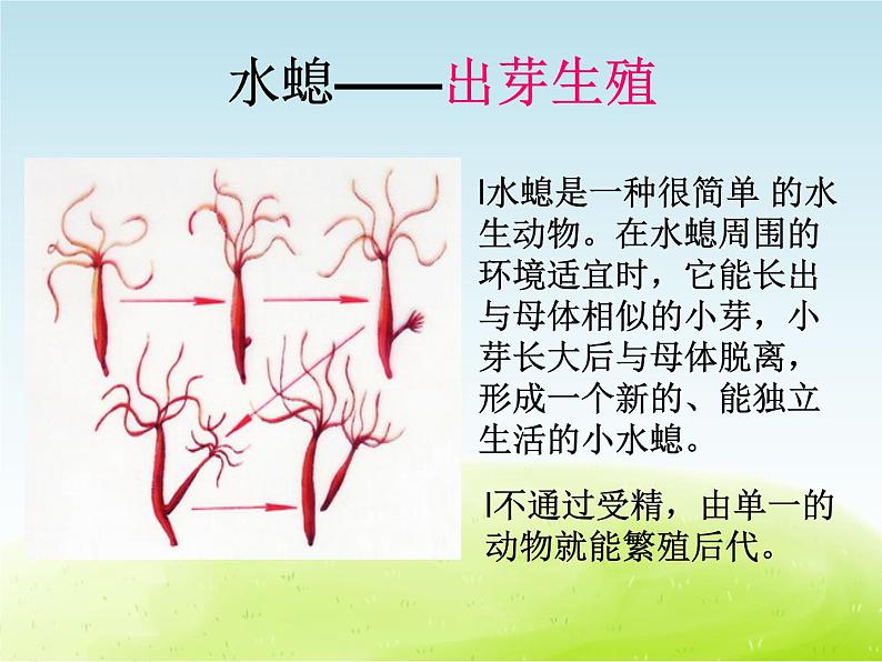 《小鸟和小猫》公开课教学PPT课件 冀人版科学五下第5页