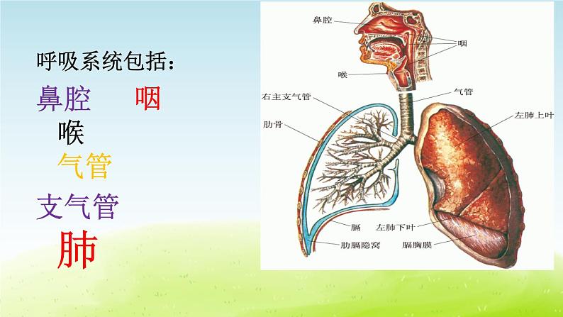 《呼吸与交换》第1课时公开课教学PPT课件 冀人版科学六下02