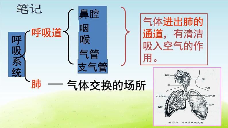 《呼吸与交换》第1课时公开课教学PPT课件 冀人版科学六下03