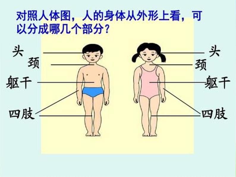 《人体的组成》第1课时公开课教学PPT课件 冀人版科学六下第2页