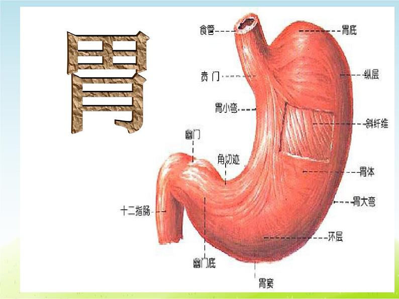 《人体的组成》第1课时公开课教学PPT课件 冀人版科学六下第8页