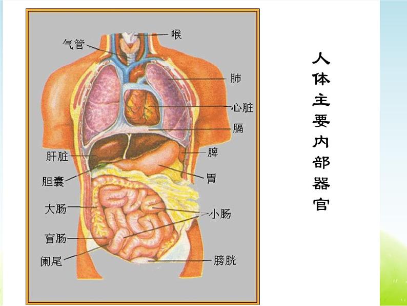 《人体的组成》第2课时公开课教学PPT课件 冀人版科学六下04