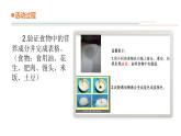 13.《食物的營(yíng)養(yǎng)》教學(xué)課件