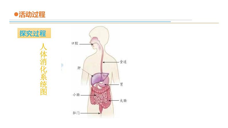 14《食物到哪里去了》教学课件第4页