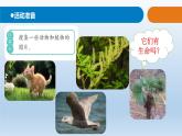 小學(xué)科學(xué)青島版六三制四年級下冊第五單元第17課《不同環(huán)境中的植物》 教學(xué)課件（2021新版）.ppt.pptx