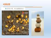 小學(xué)科學(xué)青島版六三制四年級下冊第五單元第17課《不同環(huán)境中的植物》 教學(xué)課件（2021新版）.ppt.pptx