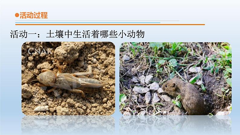 小学科学青岛版六三制一年级下册第四单元第15课《土壤中的小动物》 教学课件3.pptx.ppt04
