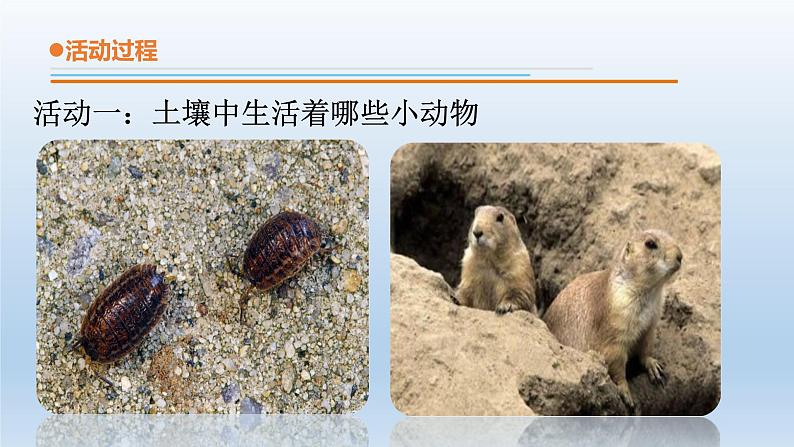 小学科学青岛版六三制一年级下册第四单元第15课《土壤中的小动物》 教学课件3.pptx.ppt05