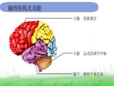 5.4.4《身体的总指挥》课件 教科版小学科学五上