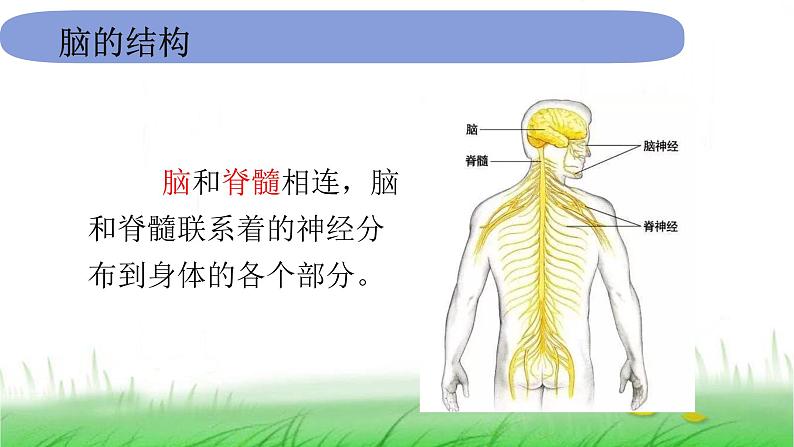 5.4.4《身体的总指挥》课件 教科版小学科学五上第5页