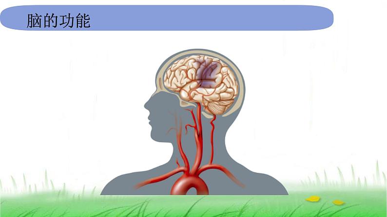 5.4.4《身体的总指挥》课件 教科版小学科学五上第6页