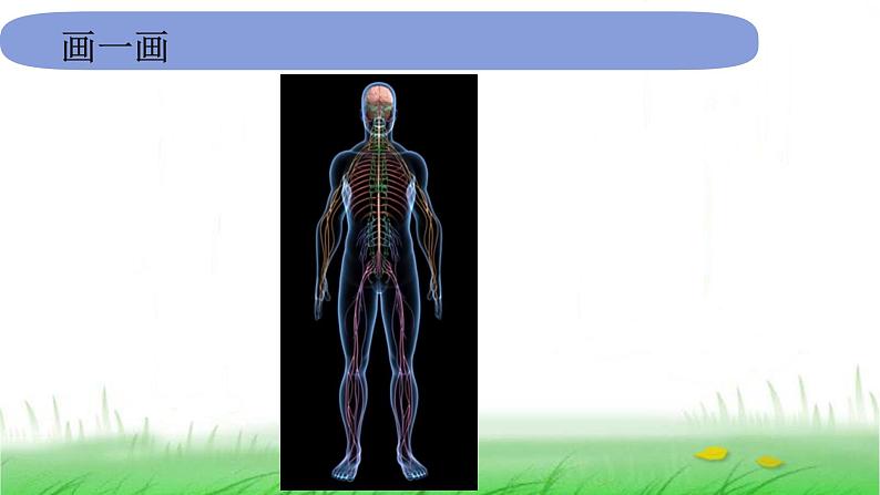 5.4.5《身体的联络员》课件 教科版小学科学五上06