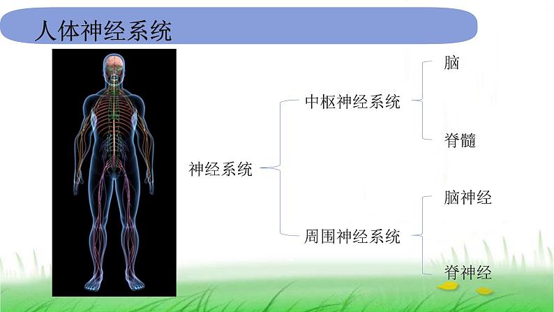 5.4.5《身体的联络员》课件 教科版小学科学五上07