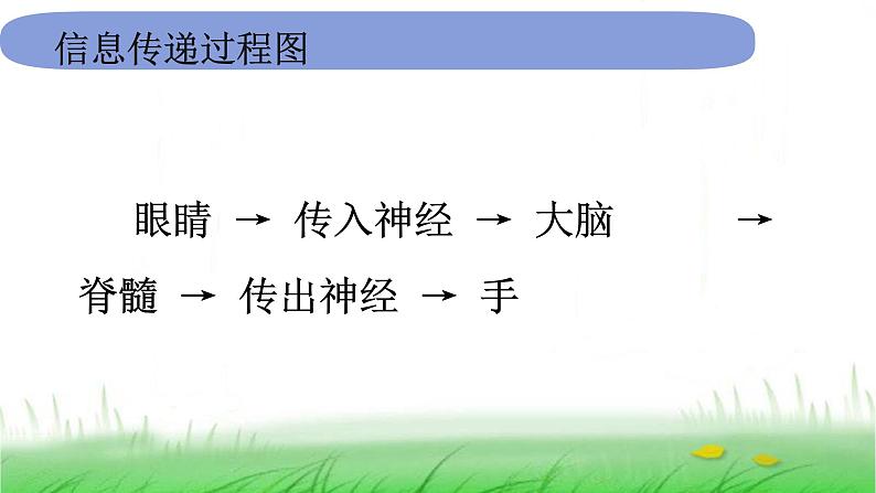 5.4.5《身体的联络员》课件 教科版小学科学五上08