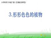 6.2.3《形形色色的植物》课件 教科版小学科学六下