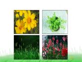6.2.3《形形色色的植物》课件 教科版小学科学六下