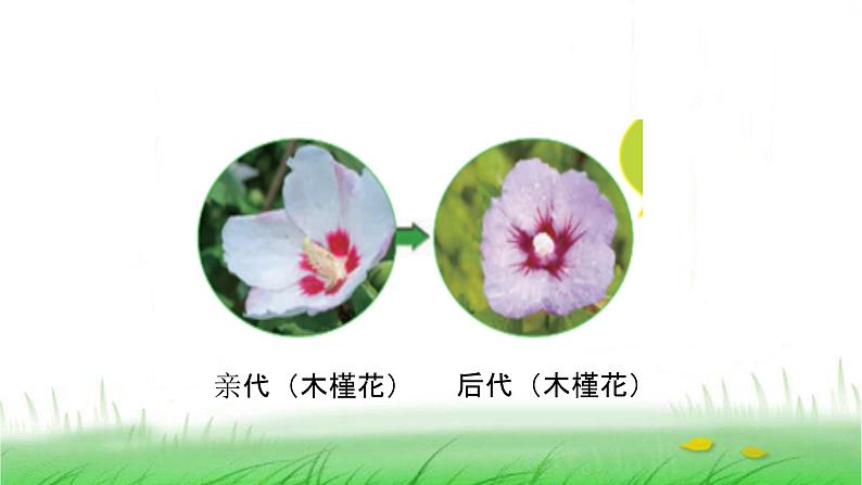 6.2.3《形形色色的植物》课件 教科版小学科学六下第3页