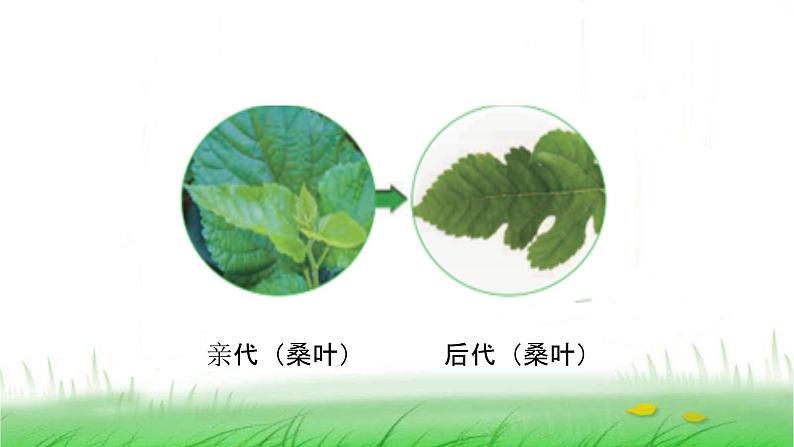 6.2.3《形形色色的植物》课件 教科版小学科学六下第4页