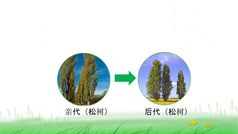 6.2.3《形形色色的植物》课件 教科版小学科学六下第5页