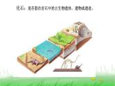 6.2.6《古代生物的多样性》课件 教科版小学科学六下