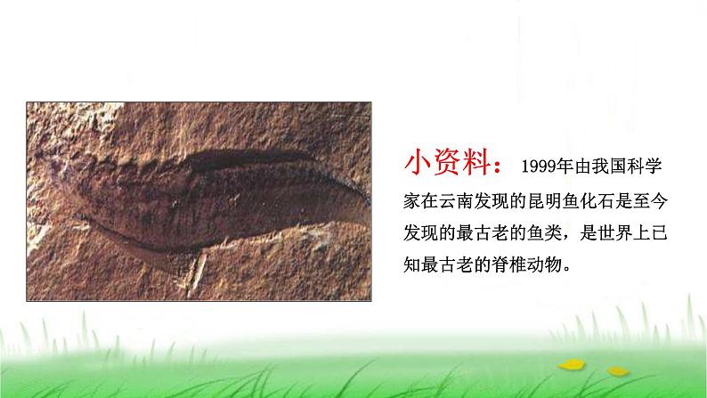 6.2.6《古代生物的多样性》课件 教科版小学科学六下第5页