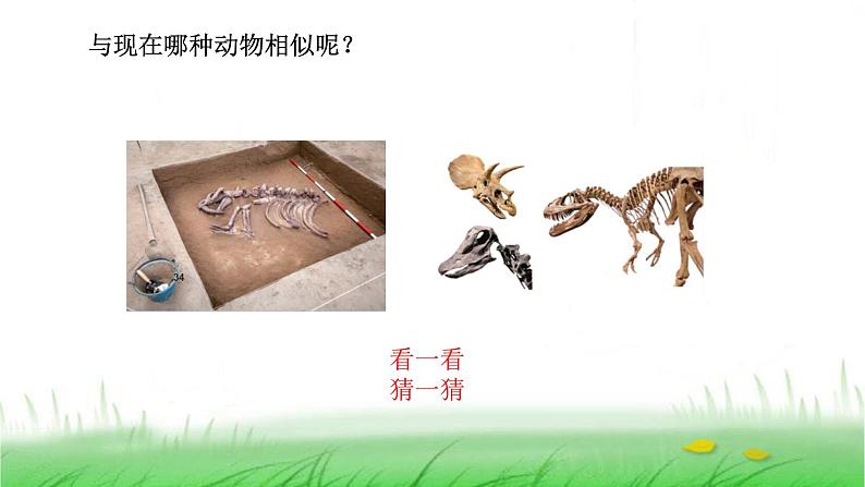 6.2.6《古代生物的多样性》课件 教科版小学科学六下第6页