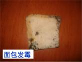 青岛小学科学六上《3、馒头发霉了》PPT课件-(2)