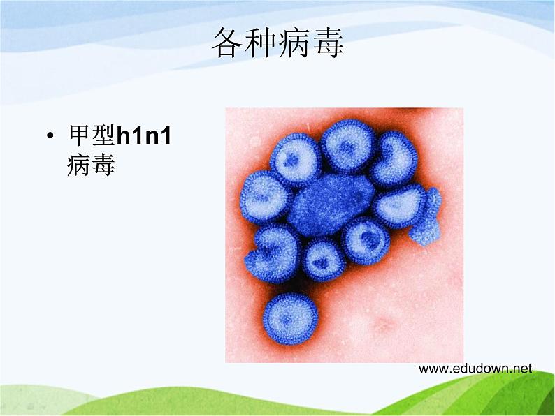 青岛小学科学六上《1、病毒》PPT课件-(2)第7页