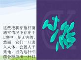 青岛小学科学六上《2、细菌》PPT课件-(5)