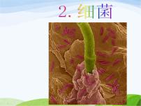 青岛版 (六三制)六年级上册2、细菌说课课件ppt