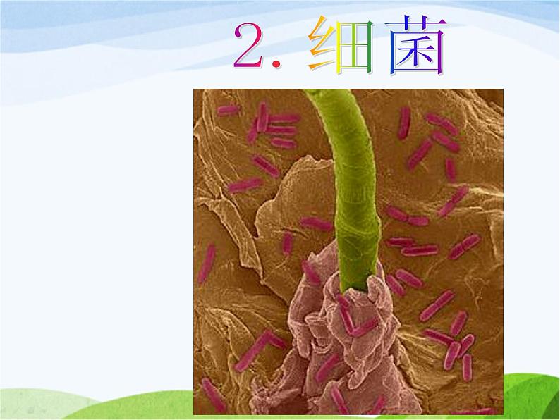 青岛小学科学六上《2、细菌》PPT课件-(2)01