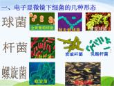 青岛小学科学六上《2、细菌》PPT课件-(2)