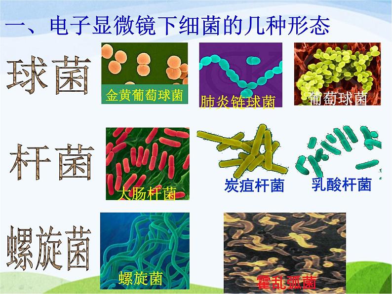 青岛小学科学六上《2、细菌》PPT课件-(2)04