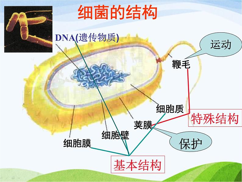 青岛小学科学六上《2、细菌》PPT课件-(2)06