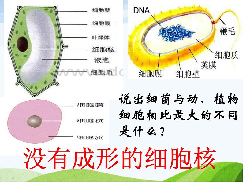 青岛小学科学六上《2、细菌》PPT课件-(2)08