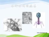 青岛小学科学六上《1、病毒》PPT课件-(5)