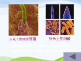 青岛小学科学六上《2、细菌》PPT课件-(3)