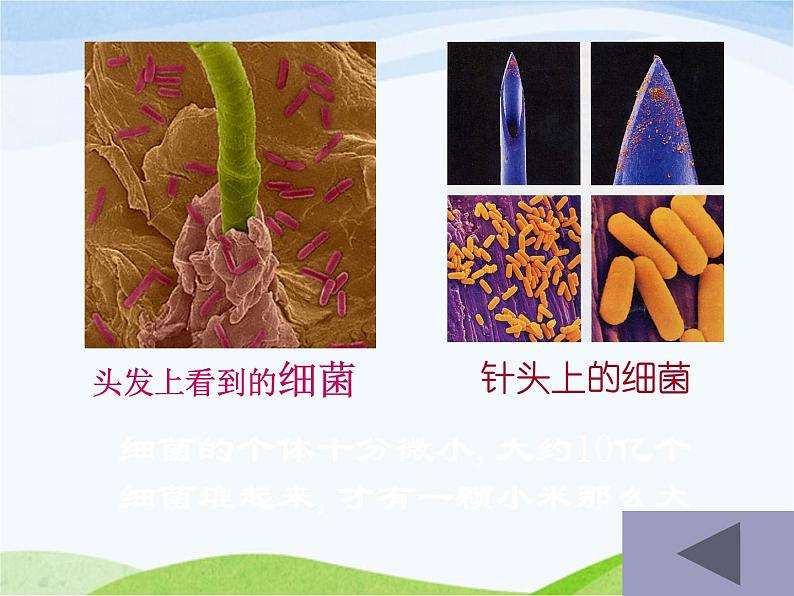 青岛小学科学六上《2、细菌》PPT课件-(3)02